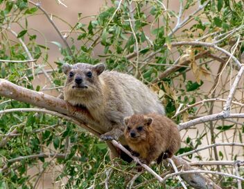 Les réseaux sociaux des animaux