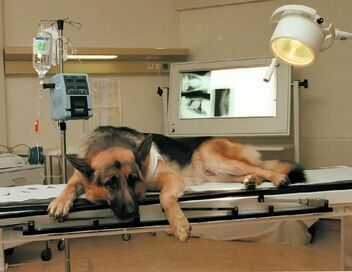 Rex, chien flic