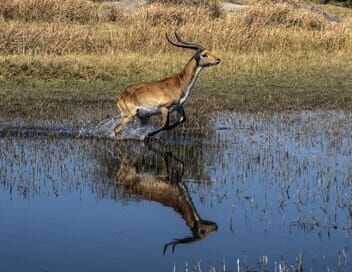 Okavango, le fleuve-vie