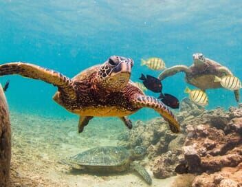 Méditerranée : tortues en danger !