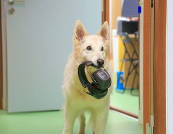 Les chiens peuvent-ils parler ? - Des boutons pour communiquer