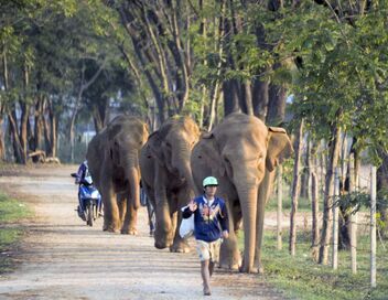 La femme qui murmurait à l'oreille des éléphants