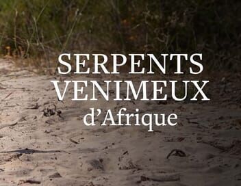 La mort au bout des crocs : Serpents venimeux d'Afrique