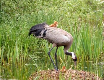 La grue cendrée : Sur les ailes d'une géante