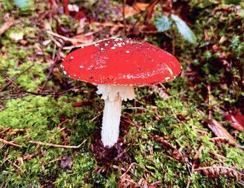 L'amanite tue-mouche : Champignon mythique ou toxique ?