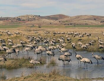 Espagne : un paradis sur la route des oiseaux