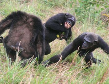 Jane Goodall et les chimpanzés de Tchimpounga