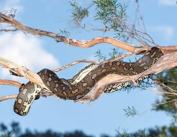 La mort au bout des crocs : Serpents venimeux d'Australie