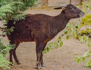 Des zoos nouvelle génération