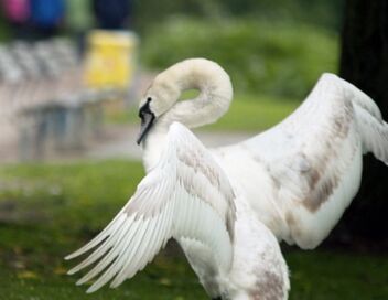Hambourg, la ville des cygnes