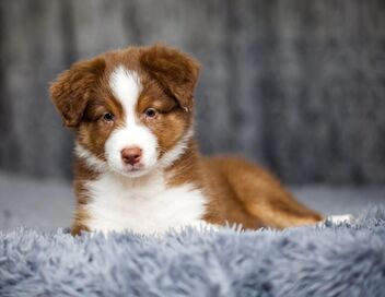 Animaux à adopter