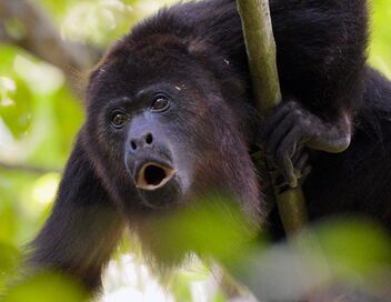 Le Belize : Un paradis à préserver
