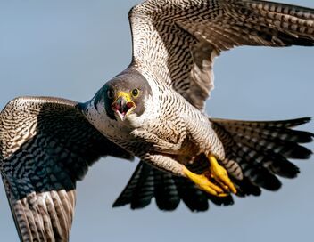 Les oiseaux