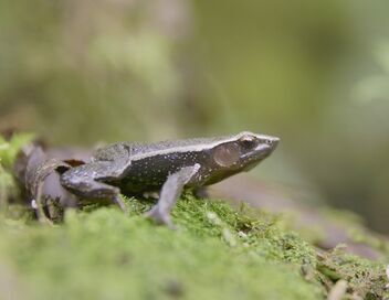 Merveilles de la nature