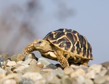 Le trafic des tortues