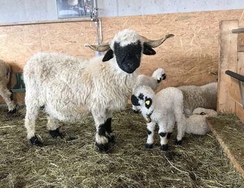 Moutons blancs, nez noirs : les chouchous du Valais