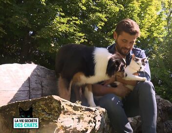 La vie secrète des chats