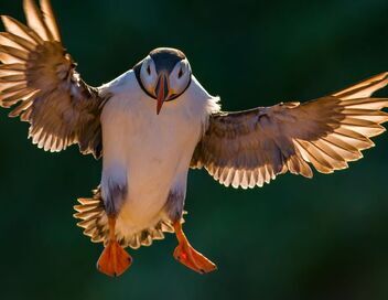 Les oiseaux