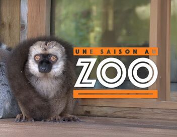 Une saison au zoo