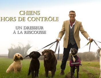 Chiens hors de contrôle : un dresseur à la rescousse