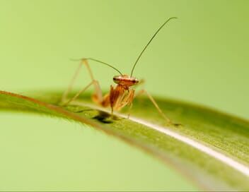 Les vrais maîtres de la Terre : Les insectes