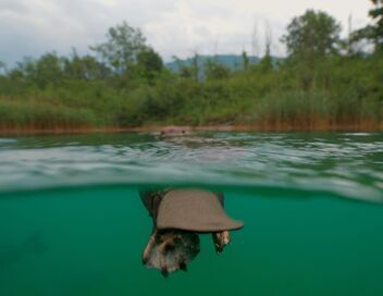 Castor, la force de la nature