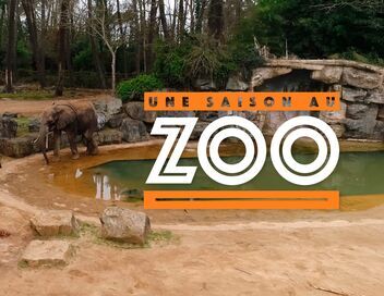 Une saison au zoo