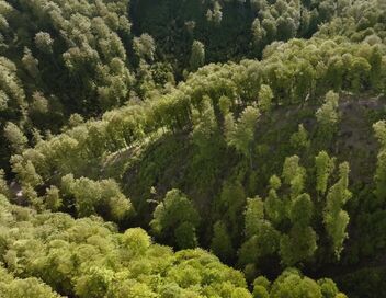 Ikea, le seigneur des forêts