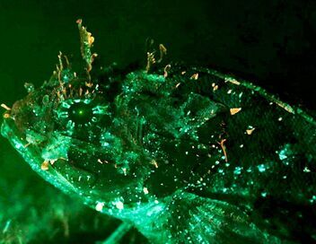 La vie en fluo : Briller pour survivre