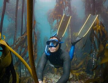 Afrique du Sud : La forêt sous-marine de kelp