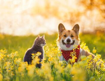Animaux à adopter