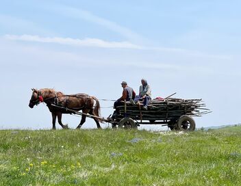 L'histoire du papillon safrané