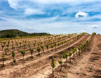 Le vin sans alcool au secours des vignerons