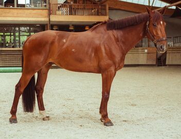Au galop ! Une saison à cheval