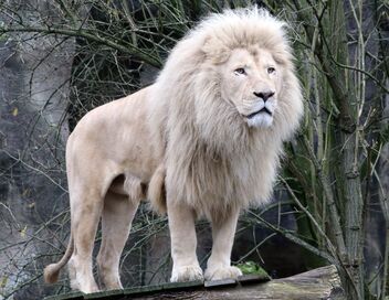 Une saison au zoo