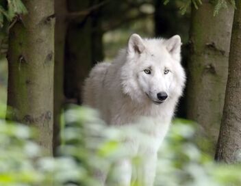 Le langage des animaux