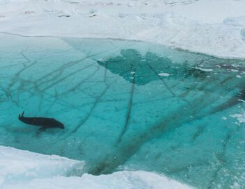 Antarctica, sur les traces de l'empereur