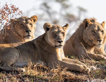 Sur la terre des grands félins