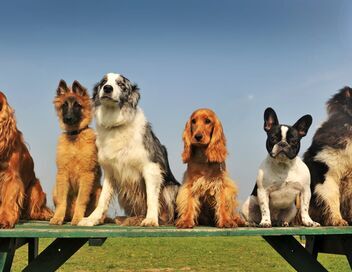 Chiens hors de contrôle : un dresseur à la rescousse