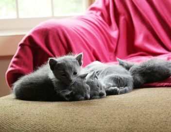 Trop mignons nos compagnons