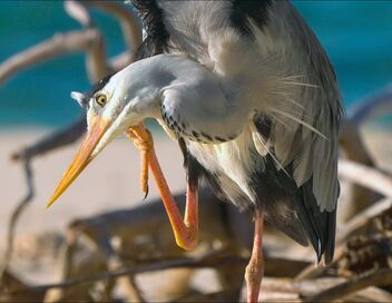 Les Seychelles : Un joyau de la nature