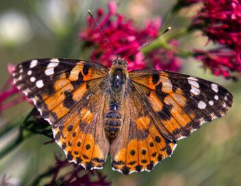 Les papillons, ces super héros de la nature