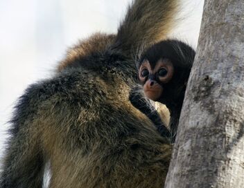 Les animaux, sauveurs des forêts tropicales