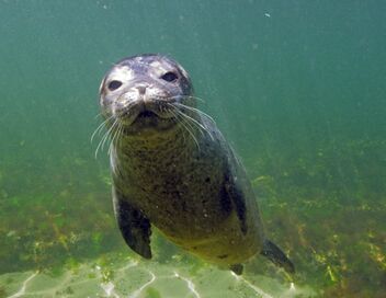 Histoires de phoques : entre terre et mer