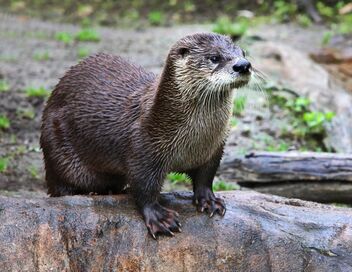 Des loutres dans la ville