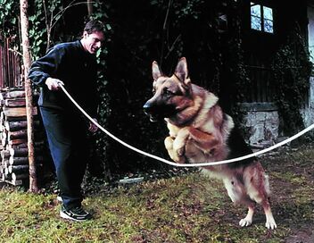 Rex, chien flic