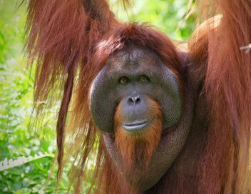 Orangs-outans, nos cousins rouges de la forêt