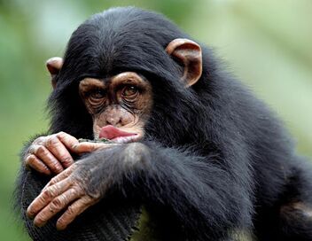 Le regard du singe