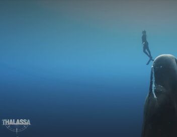 Thalassa, aventures extrêmes