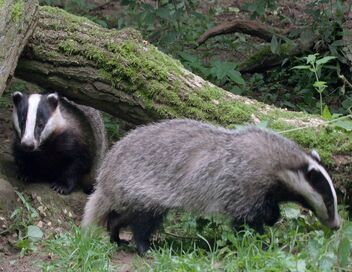 Le blaireau : ce furtif voisin